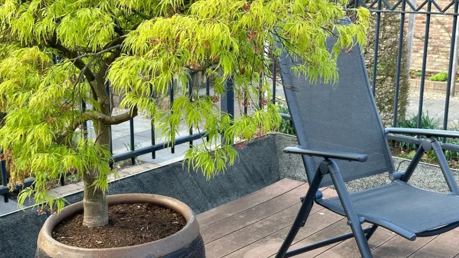 Dřeviny v nádobách