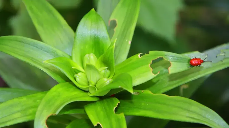 Škůdce lilií - chřestovníček Škůdce lilií - chřestovníček