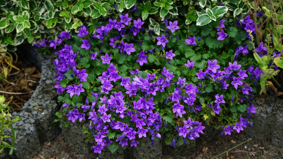 Zvonek dalmatský (Campanula portenschlagiana) 