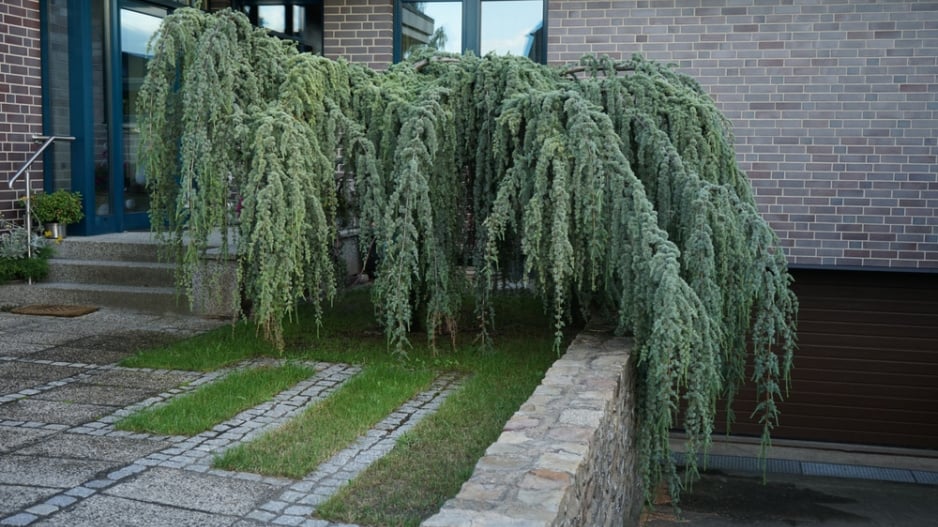 Cedr atlaský ´Glauca Pendula´