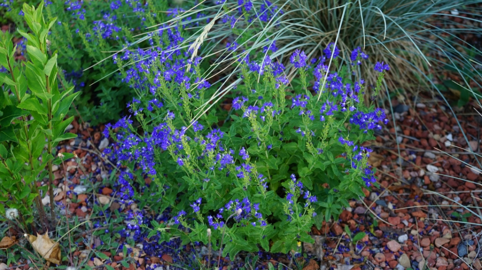 Rozrazil ožankový (Veronica teucrium)