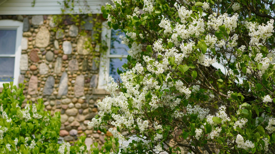 Šeřík japonský (Syringa reticulata) 