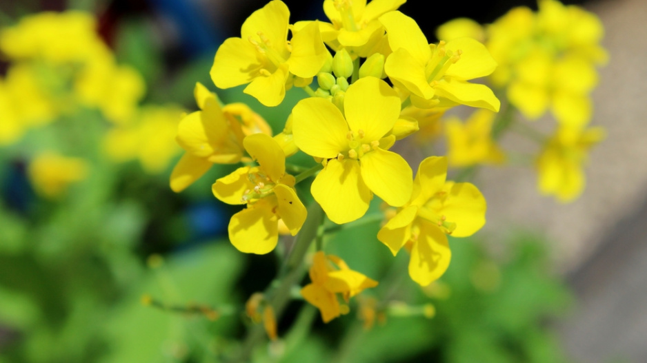 Pekingské zelí (Brassica rapa susp. Pekinensis) 