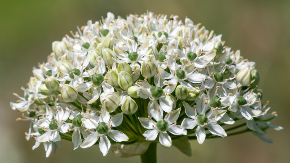 Česnek černý (Allium nigrum) 
