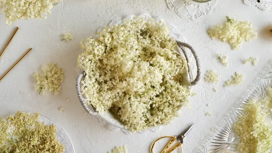 Bez černý květenství