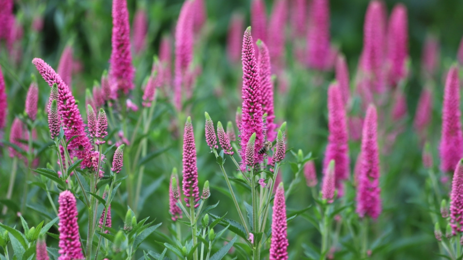 Rozrazil klasnatý (Veronica spicata) 