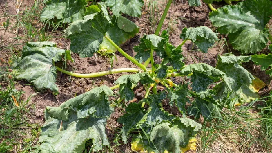 Péče o zahradu v horku