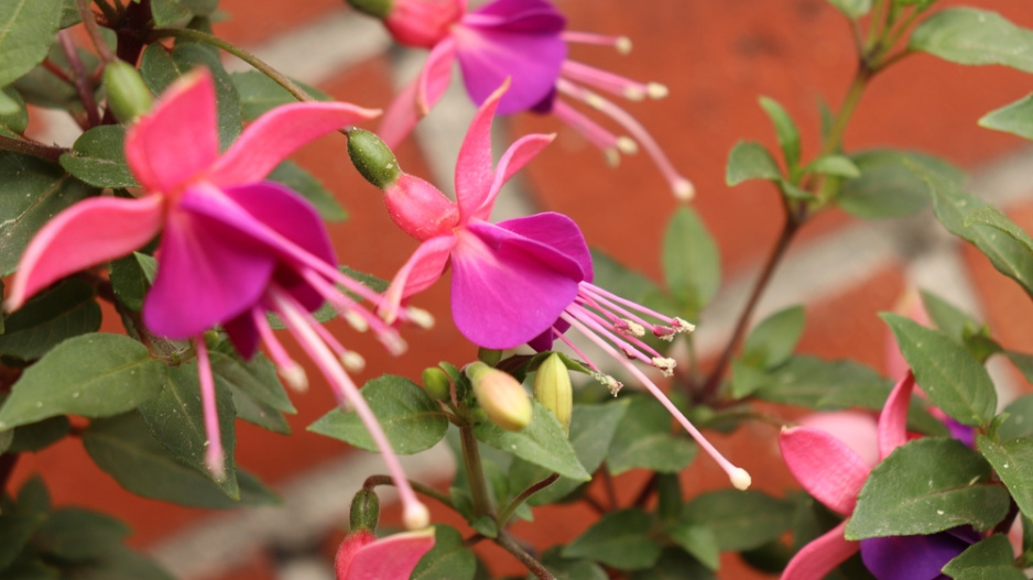 Fuchsie 