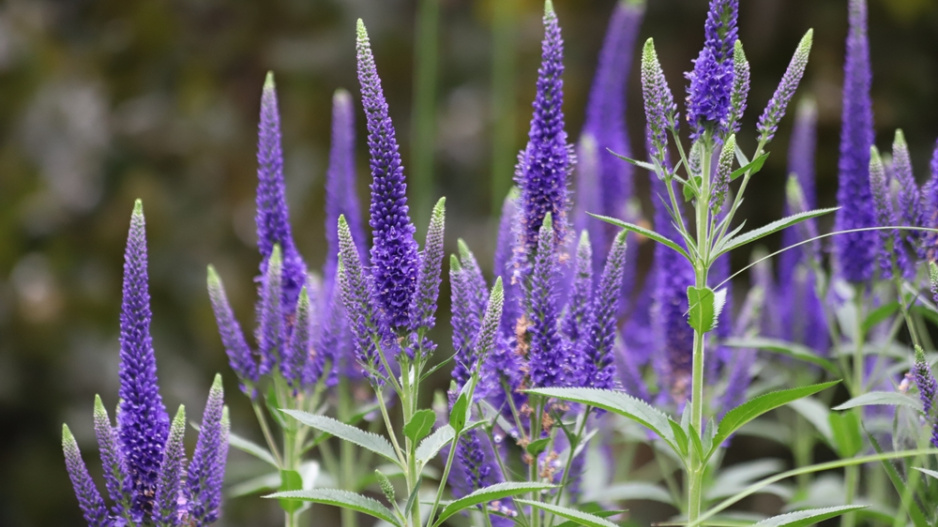 Rozrazil klasnatý (Veronica spicata) 