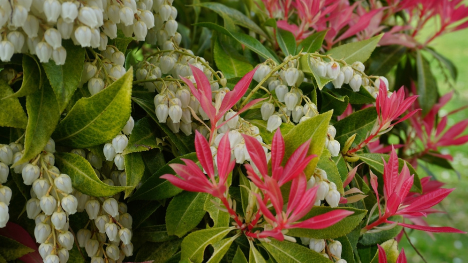 Pieris japonský