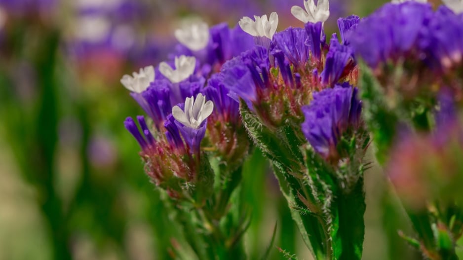 Limonka chobotnatá (Limonium sinuatum)