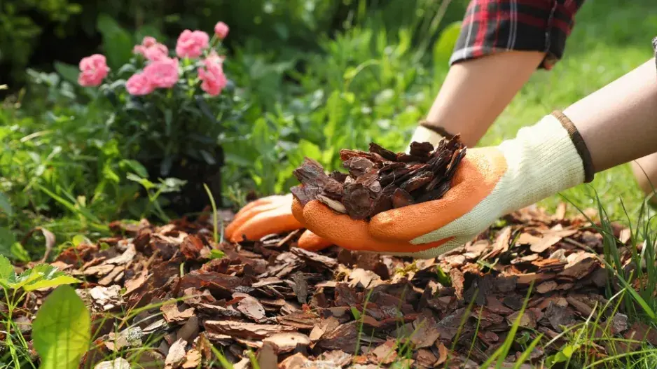 Mulčování kůrou 