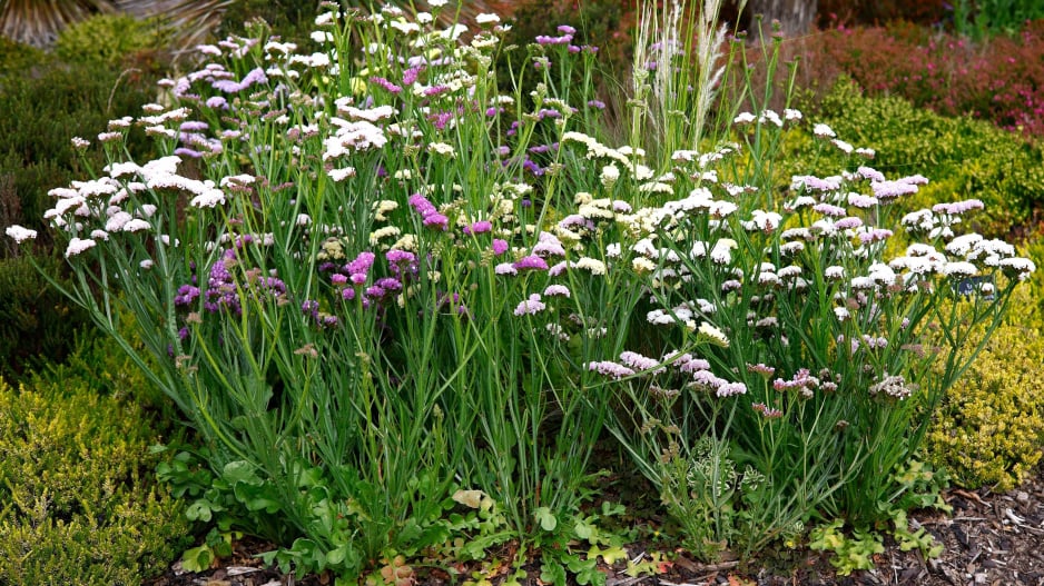 Limonka chobotnatá (Limonium sinuatum)