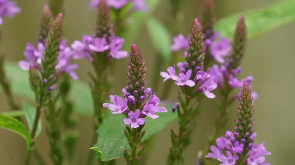 Verbena šípovitá neboli sporýš šípovitý (Verbena hastata)