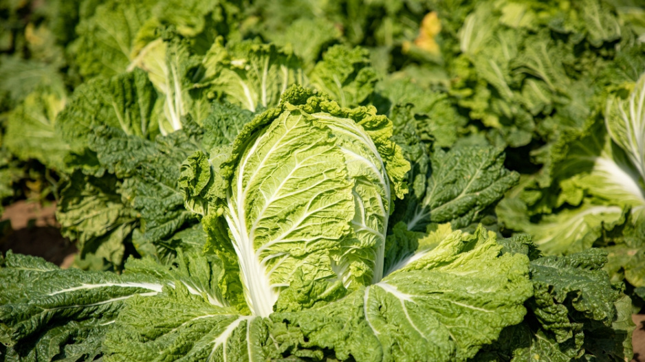 Pekingské zelí (Brassica rapa susp. Pekinensis) 
