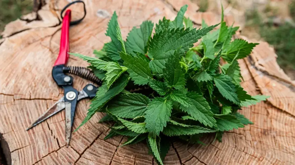 postřiky na mšice z bylin