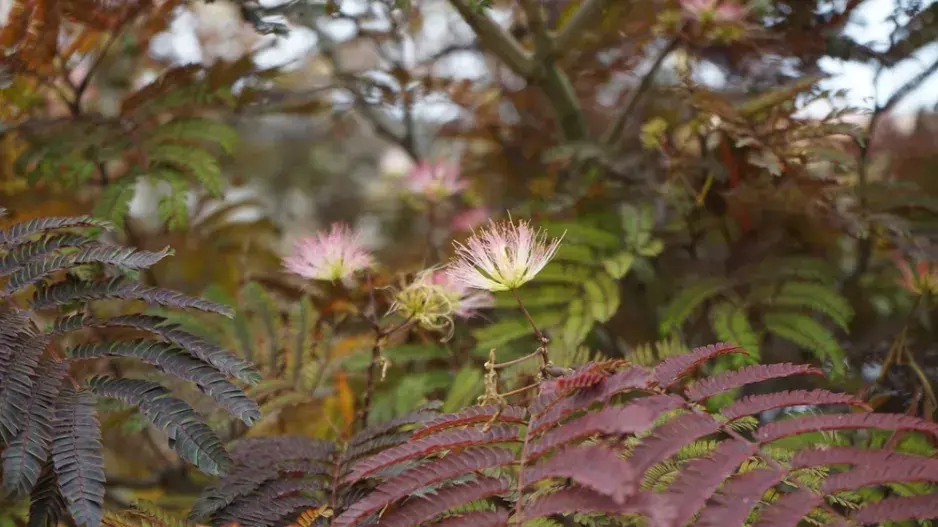 Perská akácie, kultivar ´Summer Chocolate´ Perská akácie, kultivar ´Summer Chocolate´