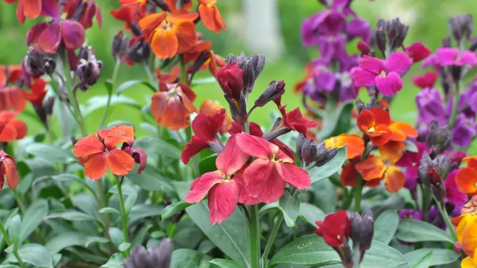 Chejr vonný (Cheiranthus cheiri) 