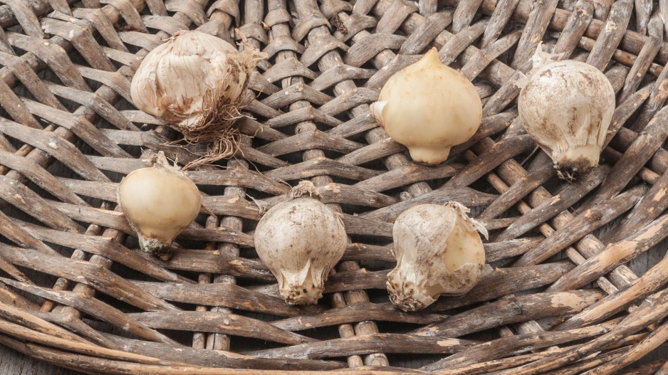 Česnek černý (Allium nigrum) 