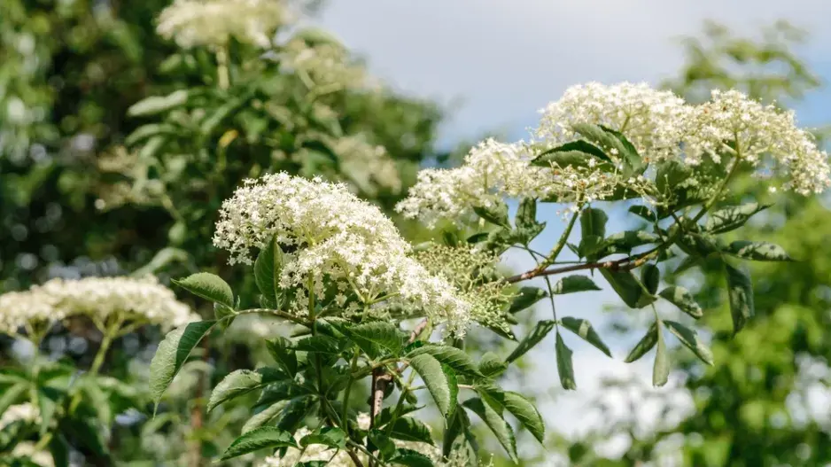 Černý bez (Sambucus nigra)