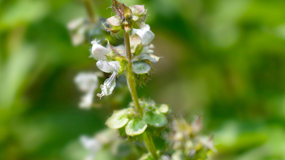 Bazalka citronová (Ocimum basilicum citriodorum) 