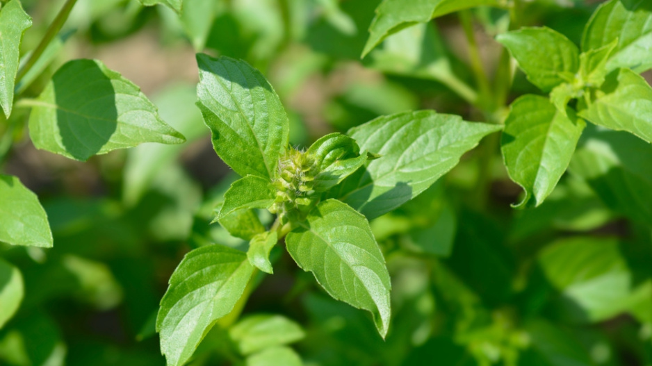 Bazalka citronová (Ocimum basilicum citriodorum) 