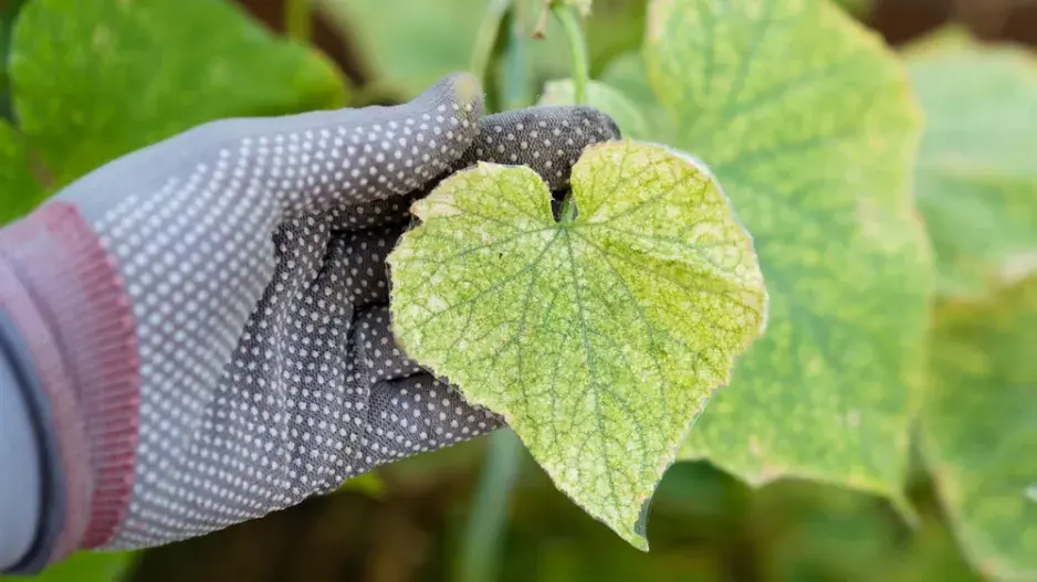 Žloutnutí listů nepodceňujte