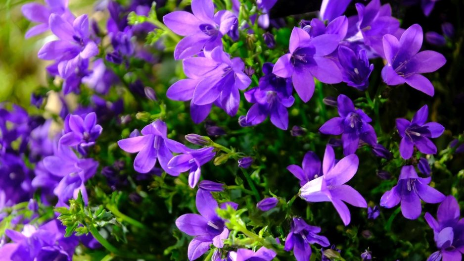 Zvonek dalmatský (Campanula portenschlagiana) 