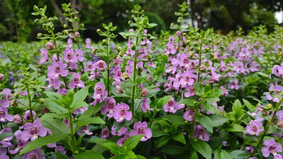 Angelonie úzkolistá (Angelonia angustifolia)