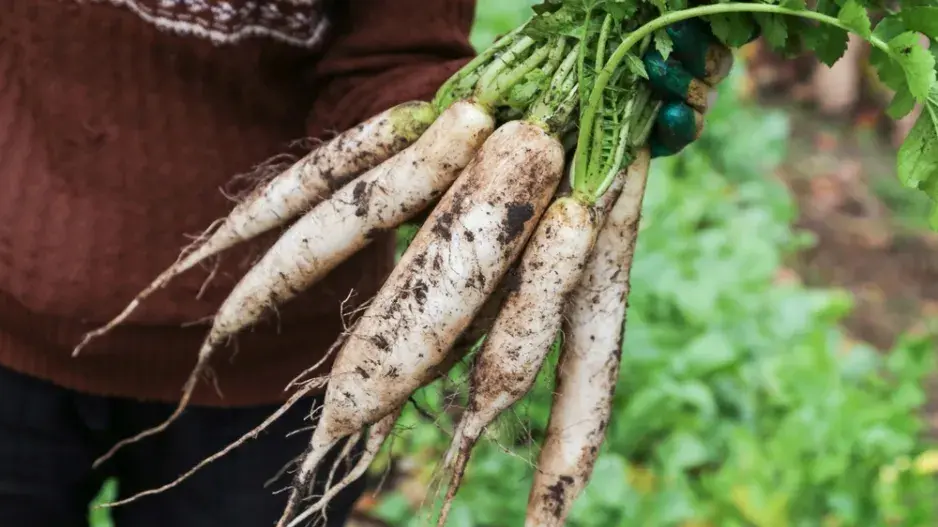 Daikon neboli ředkev setá bílá