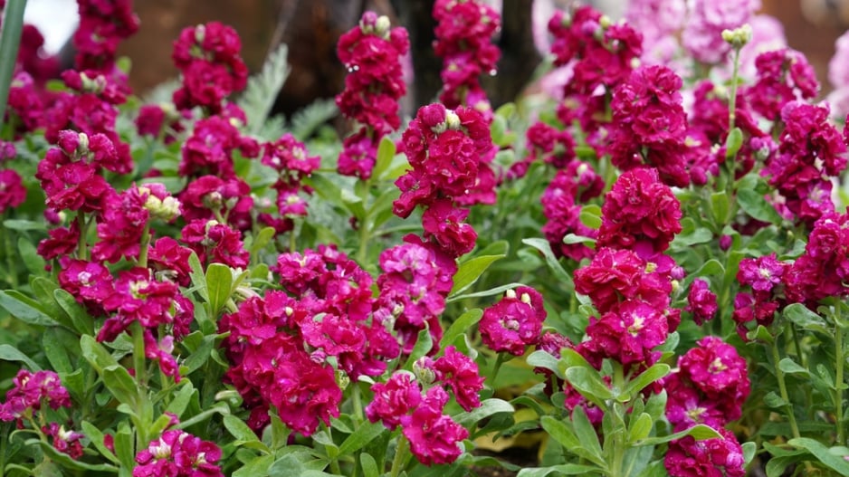 Fiala letní, fiala šedivá (Matthiola incana) 