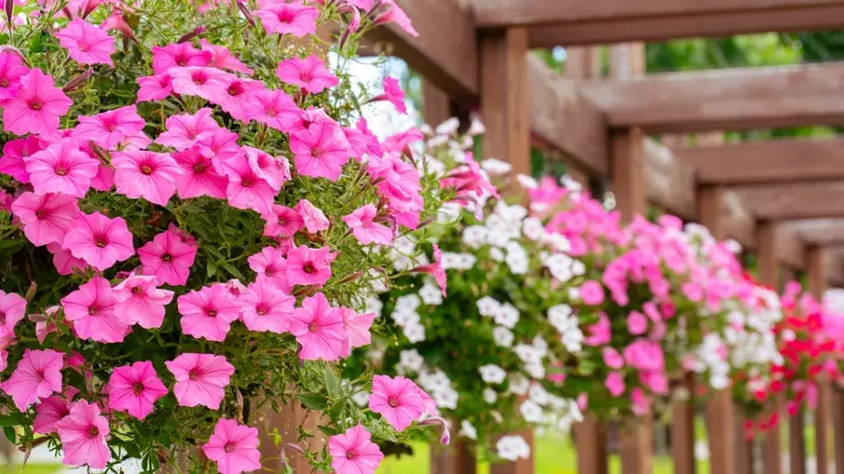 Růžový balkon  Růžový balkon