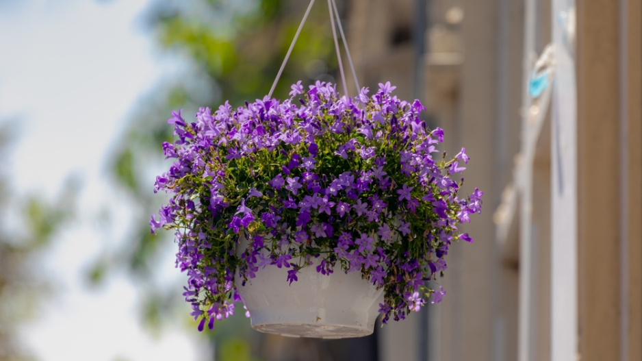 Zvonek dalmatský (Campanula portenschlagiana) 