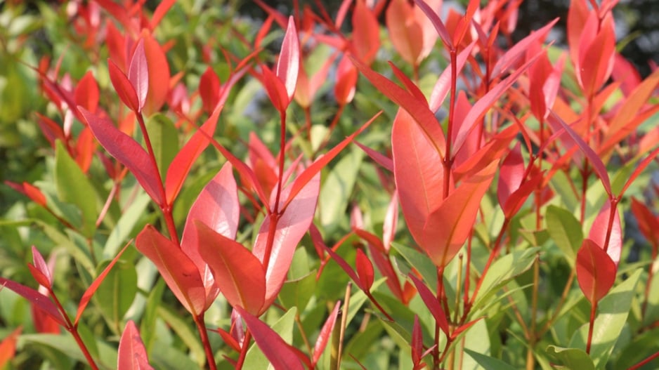 Leucothoe ´Little Flames´
