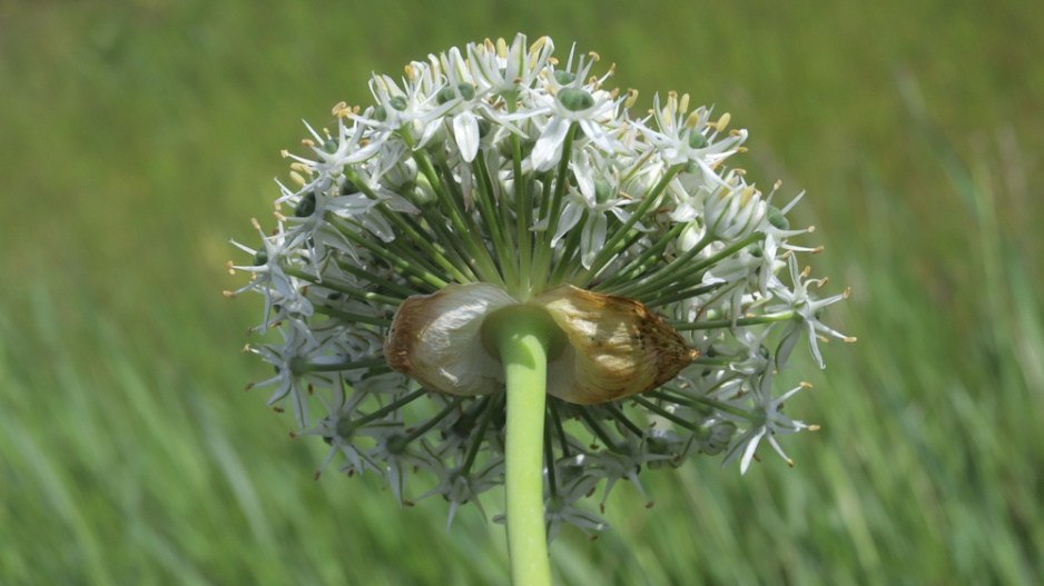 Česnek černý (Allium nigrum) 