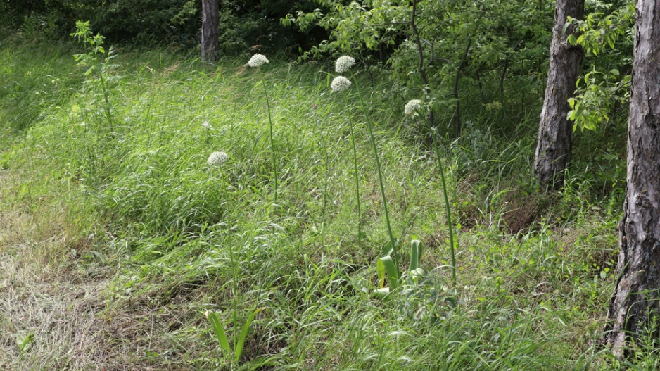 Česnek černý (Allium nigrum) 