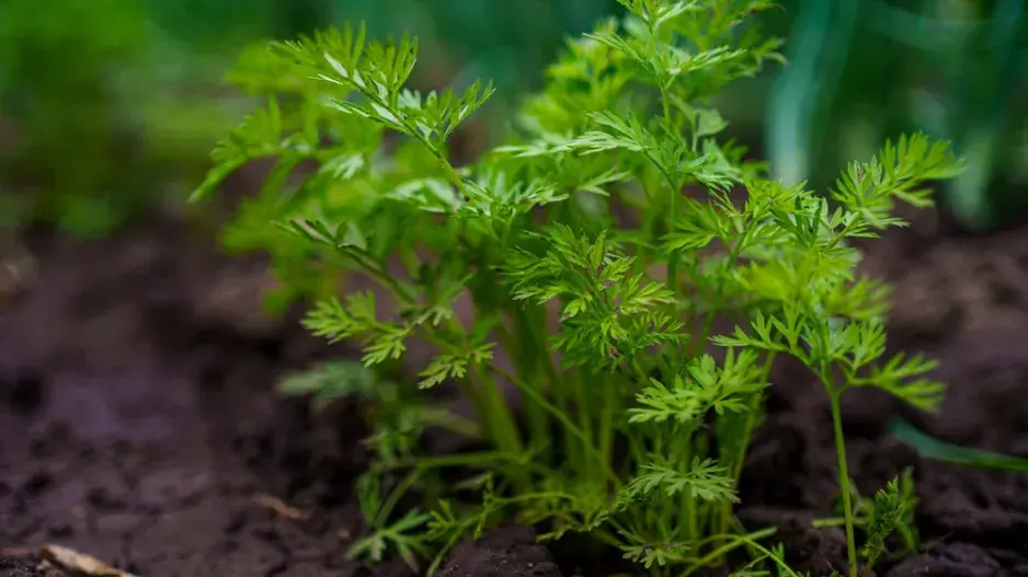 červen výsev zelenina červen výsev zelenina