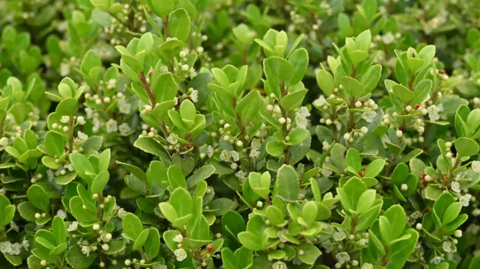 Cesmína vroubkovaná