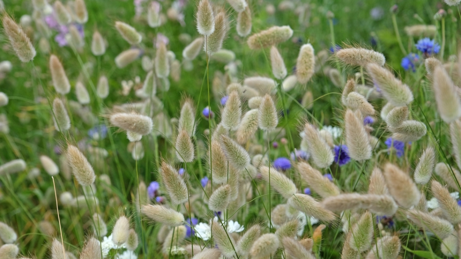 Zaječí ocásek (Lagurus ovatus) 