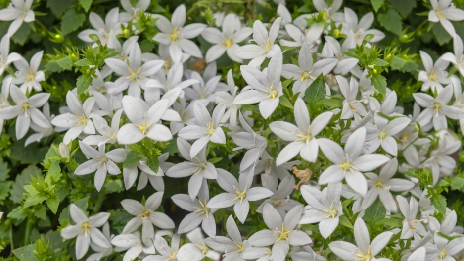 Zvonek dalmatský (Campanula portenschlagiana) 