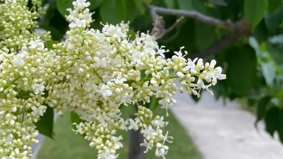 Šeřík japonský (Syringa reticulata)
