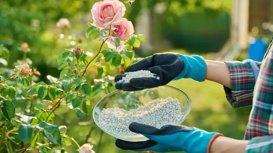 Hnojení růží  Hnojení růží