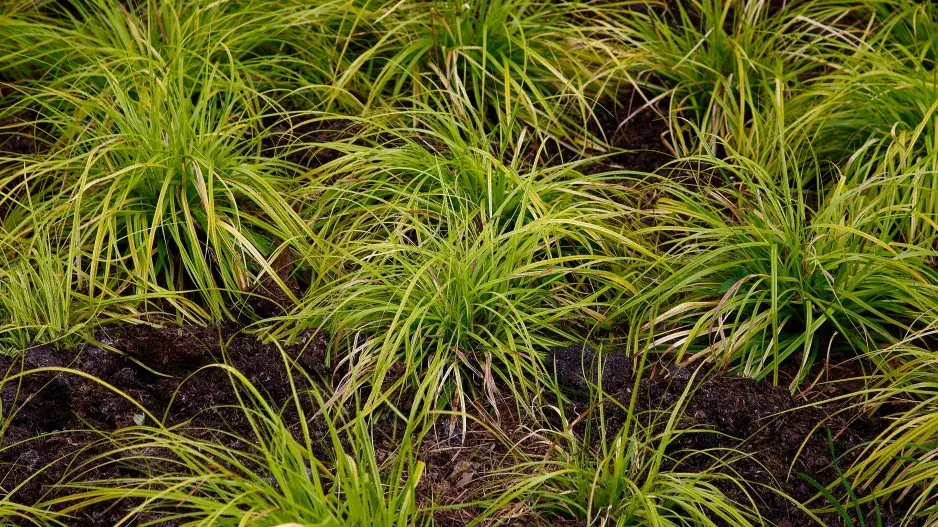 Ostřice ošimenská 