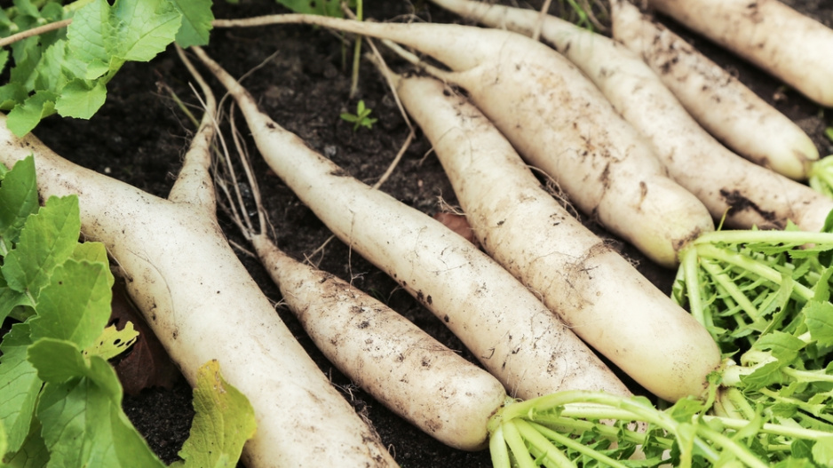 Daikon neboli ředkev setá bílá