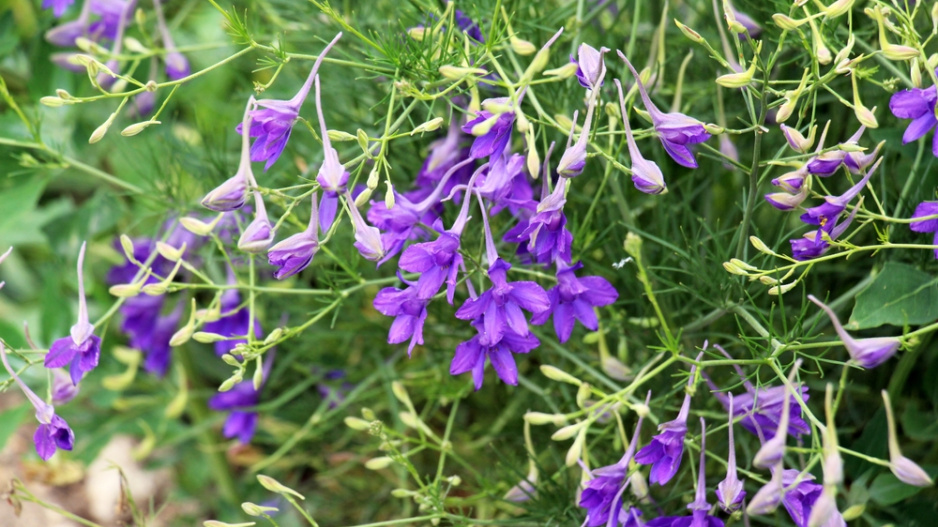 Ostrožka stračka (Consolida regalis) 