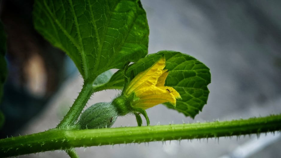 Meloun cukrový (Cucumis melo) 