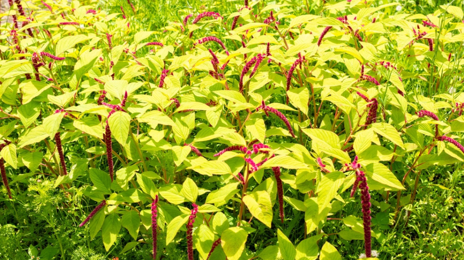 Laskavec ocasatý (Amaranthus caudatus)