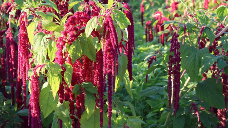 Laskavec ocasatý (Amaranthus caudatus)