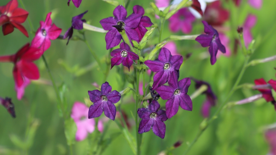 Tabák křídlatý (Nicotiana alata) 