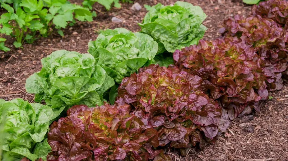 letní saláty letní saláty